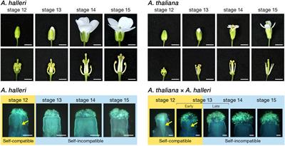 Double-Locking Mechanism of Self-Compatibility in Arabidopsis thaliana: The Synergistic Effect of Transcriptional Depression and Disruption of Coding Region in the Male Specificity Gene